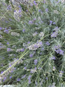 Primo piano di fiori di lavanda viola immersi nel verde, simbolo di benessere, rilassamento e connessione con i ritmi naturali.